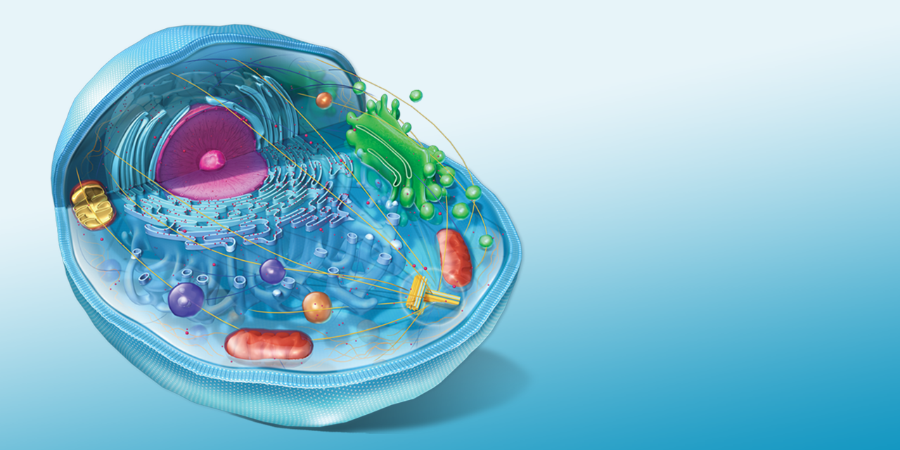 Thi thử tốt nghiệp THPT quốc gia môn Sinh Học - Đề thi chính thức của bộ GD&ĐT năm 2022